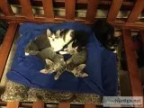Free kittens