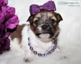 Shorkie Tzu Puppies in Arizona