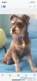SCHNAUZER MINI