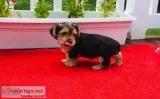 Yorkie Terrier