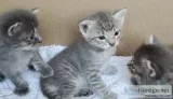 Cute Kittens