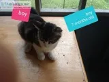 Kitten s
