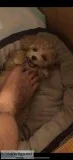 WhiteTan Maltipoo