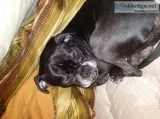 Dog to good home