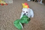 Adorable Maltese puppy for sale