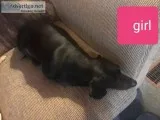 Standard dachshund