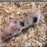 Juliana mini pigs