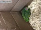 Baby Mexican Red Head Parrot