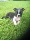 6 Boston Terrier Puppies