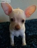 Chihuahua CKC registered Puppies