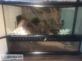 Hermit Crabs