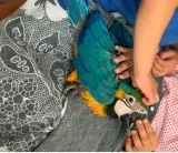 Blue And Gold Macaw Baby Hand Reared www.alphabirdsfarm.c om