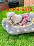 Pending active Fantastic White Maltese Puppies Available Two