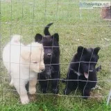 Chusky puppies