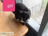 Free kittens