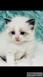 Ragdoll kittens