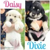Goberian Puppies