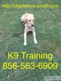 Working with your dog training and more
