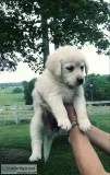 Goldador pups
