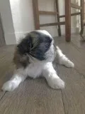 Pure bred Shih Tzu s
