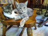Free kittens