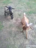 2 male goats