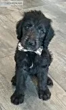 F1b Labradoodle - Bentley