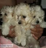 Maltipoo Puppies for sale
