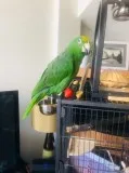 Yellow headed Amazon Female  available