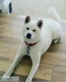 Beautiful male Akita 5 years old