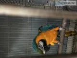 Male Blue And Gold Macaw
