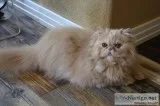 Persian KITTEN neutered male