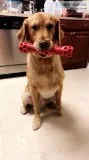 GOLDEN RETRIEVERS PUREBRED