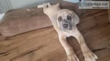 Cane Corso Male puppy Formentino wgrey mask