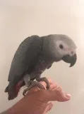 African grey female available for a home