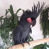 Black Palm Cockatoo Parrot Birds