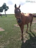 Thoroughbred Horse