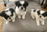 Precious MalShih Puppies