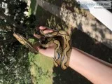 Sunfire Het Purple Reticulated Python