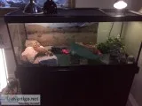BEARDED DRAGON  HOME