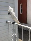 Umbrella cockatoo available