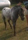 Mini horse