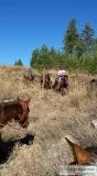 horseback trail rides