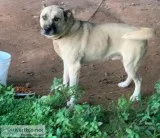 Free male dog