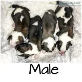 Purebred Saint Bernard Puppies