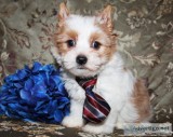 AKC Male Blonde Parti Yorkie Puppy in Arizona
