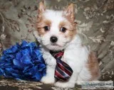AKC Male Blonde Parti Yorkie Puppy in Arizona