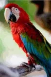 Adorable talking macaw parrots available
