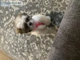 Pure Bred Shih Tzu Puppy