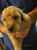 Large Mini Poodle Pups